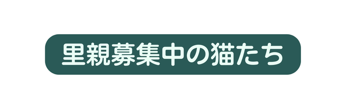 里親募集中の猫たち